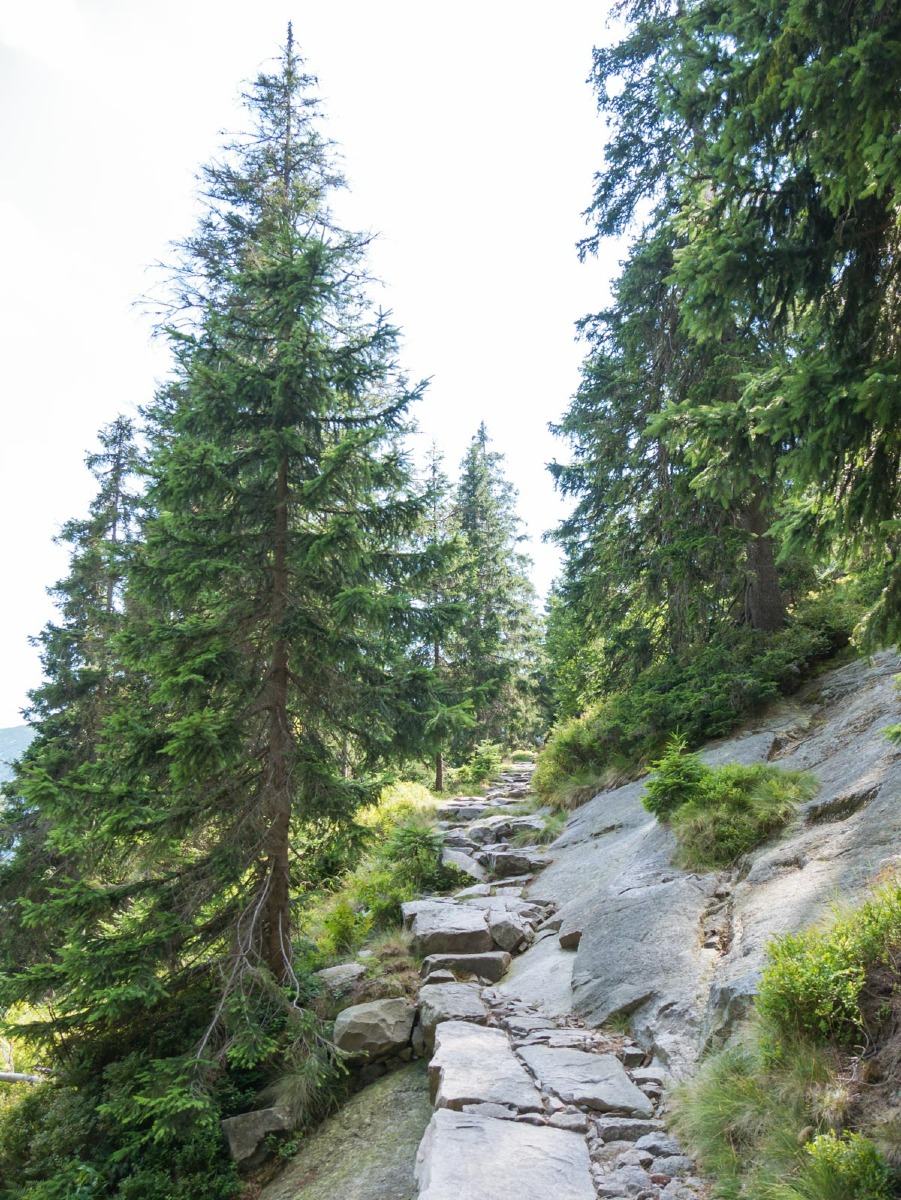 0052 medvedin 0052 medvedin