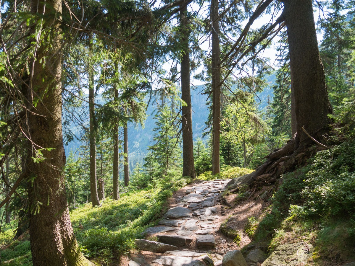 0053 medvedin 0053 medvedin