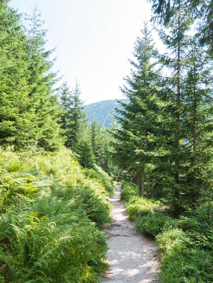 0054 medvedin 0054 medvedin