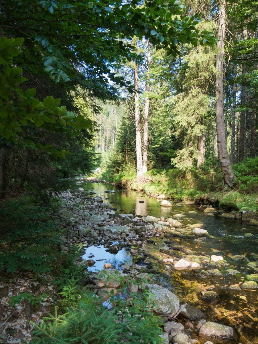 0062 medvedin 0062 medvedin