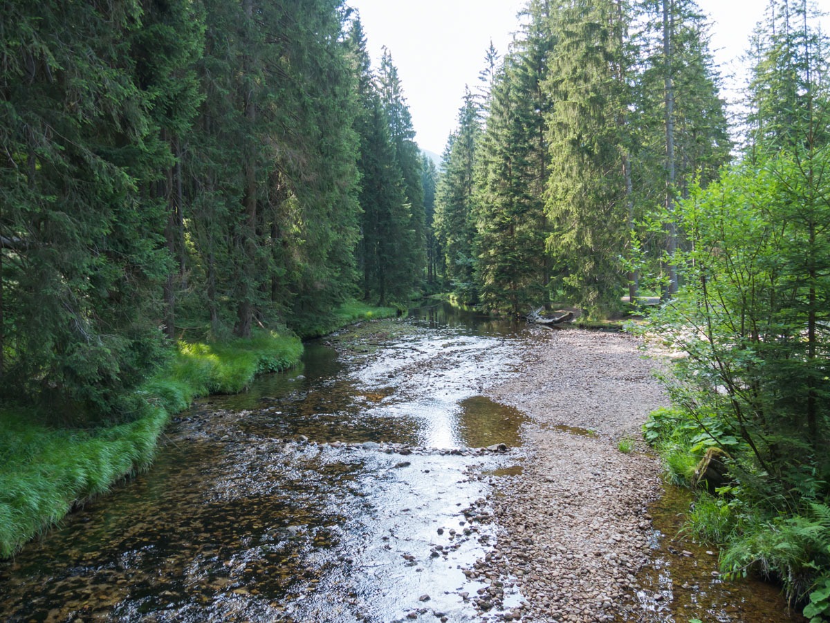 0063 medvedin 0063 medvedin