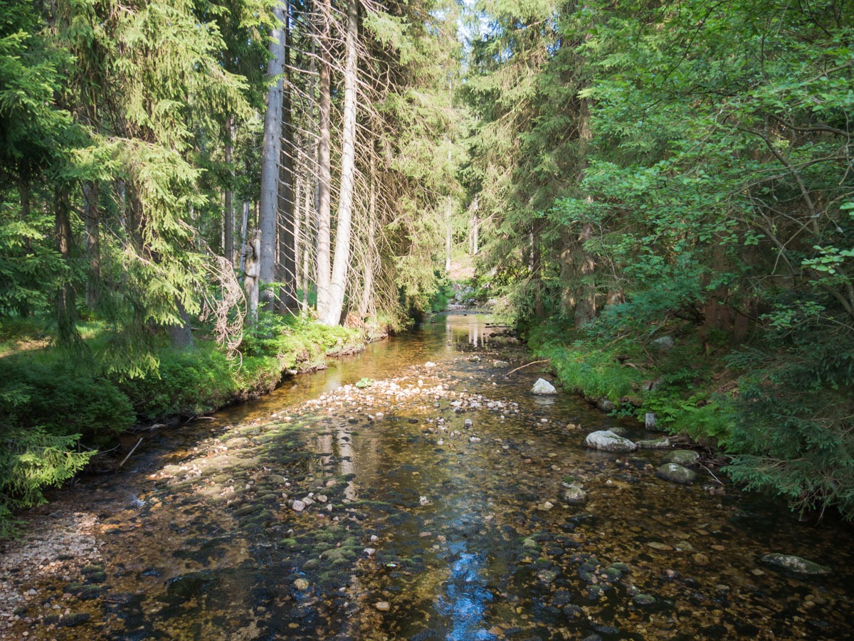 0064 medvedin 0064 medvedin