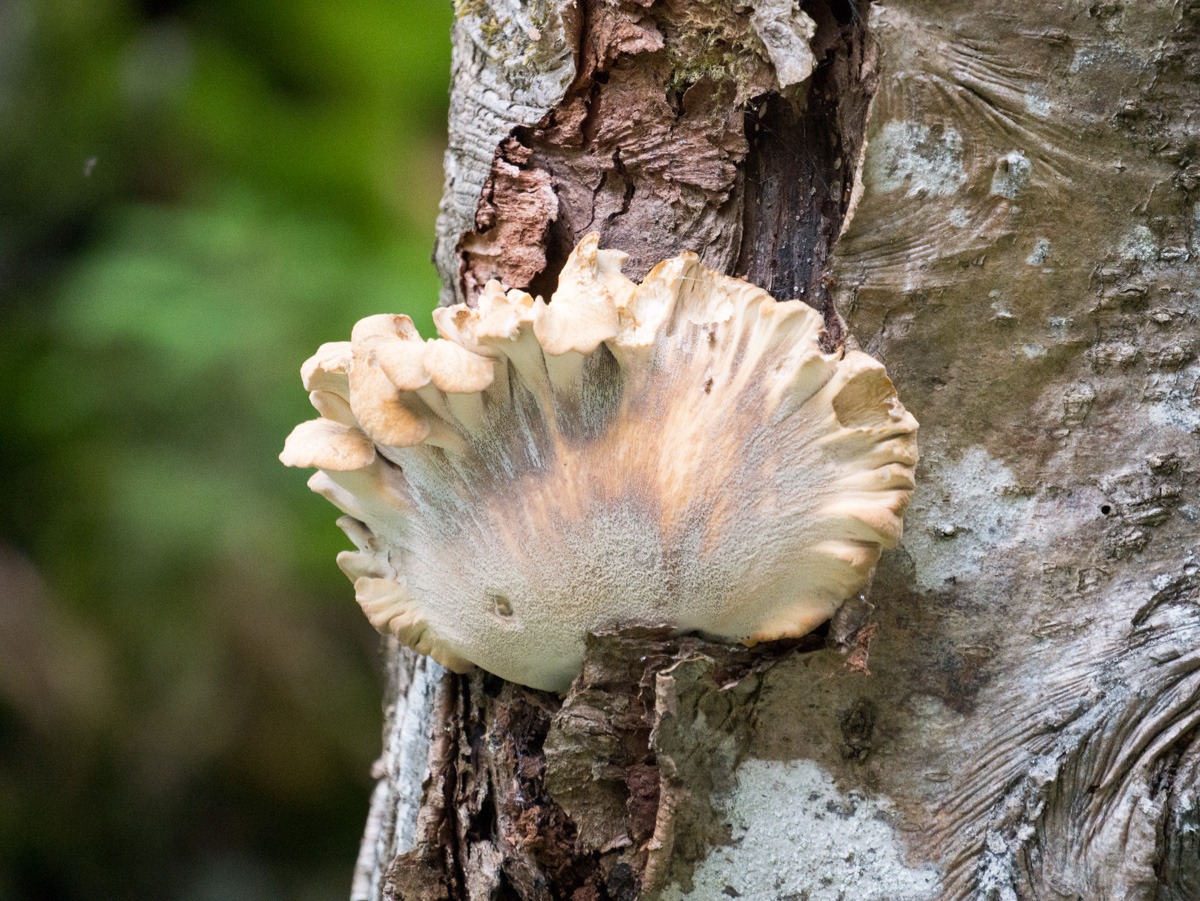 220802 spindleruv mlyn en omgeving 0004  220802 spindleruv mlyn en omgeving 0004