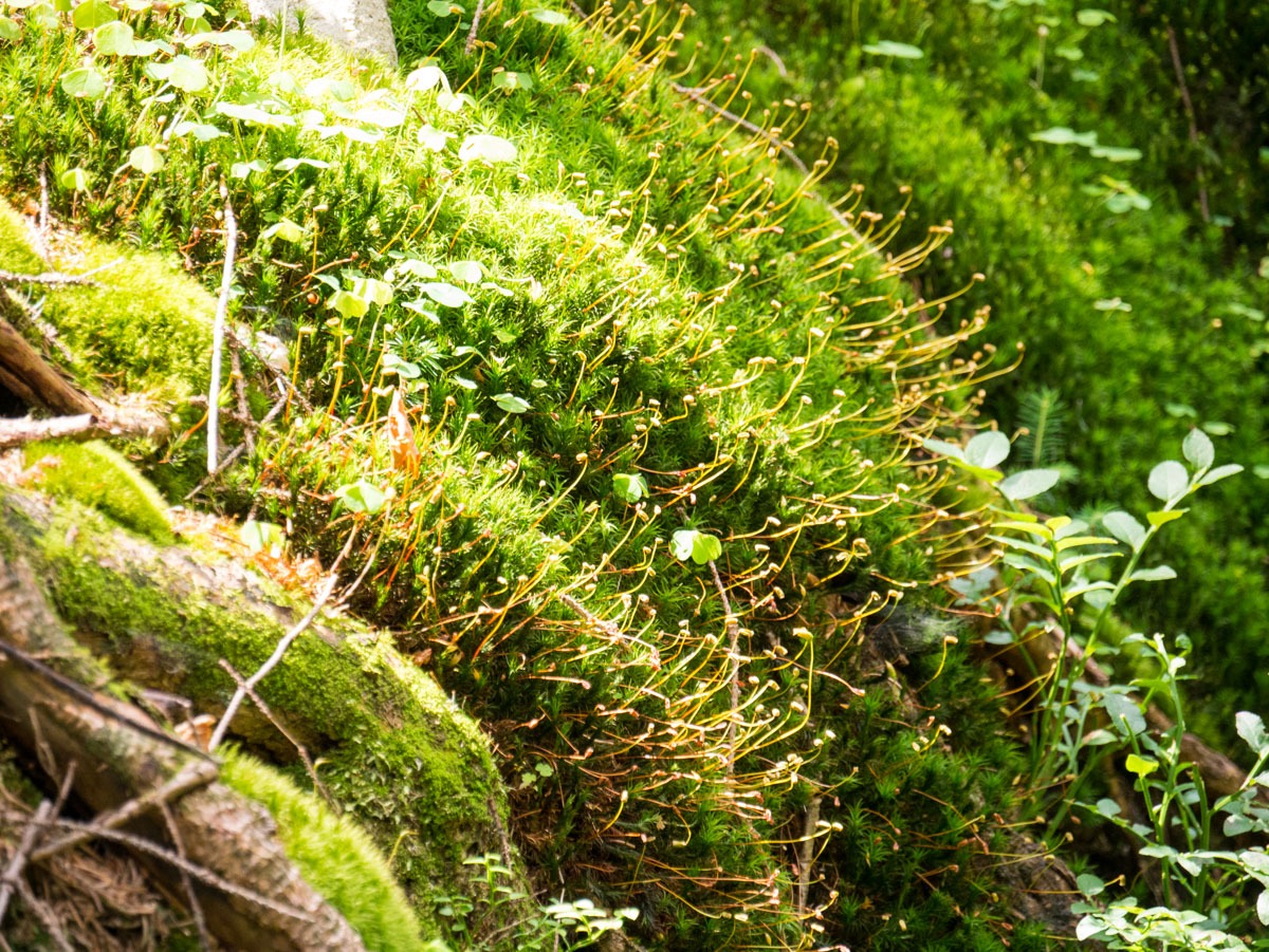 220802 spindleruv mlyn en omgeving 0005  220802 spindleruv mlyn en omgeving 0005