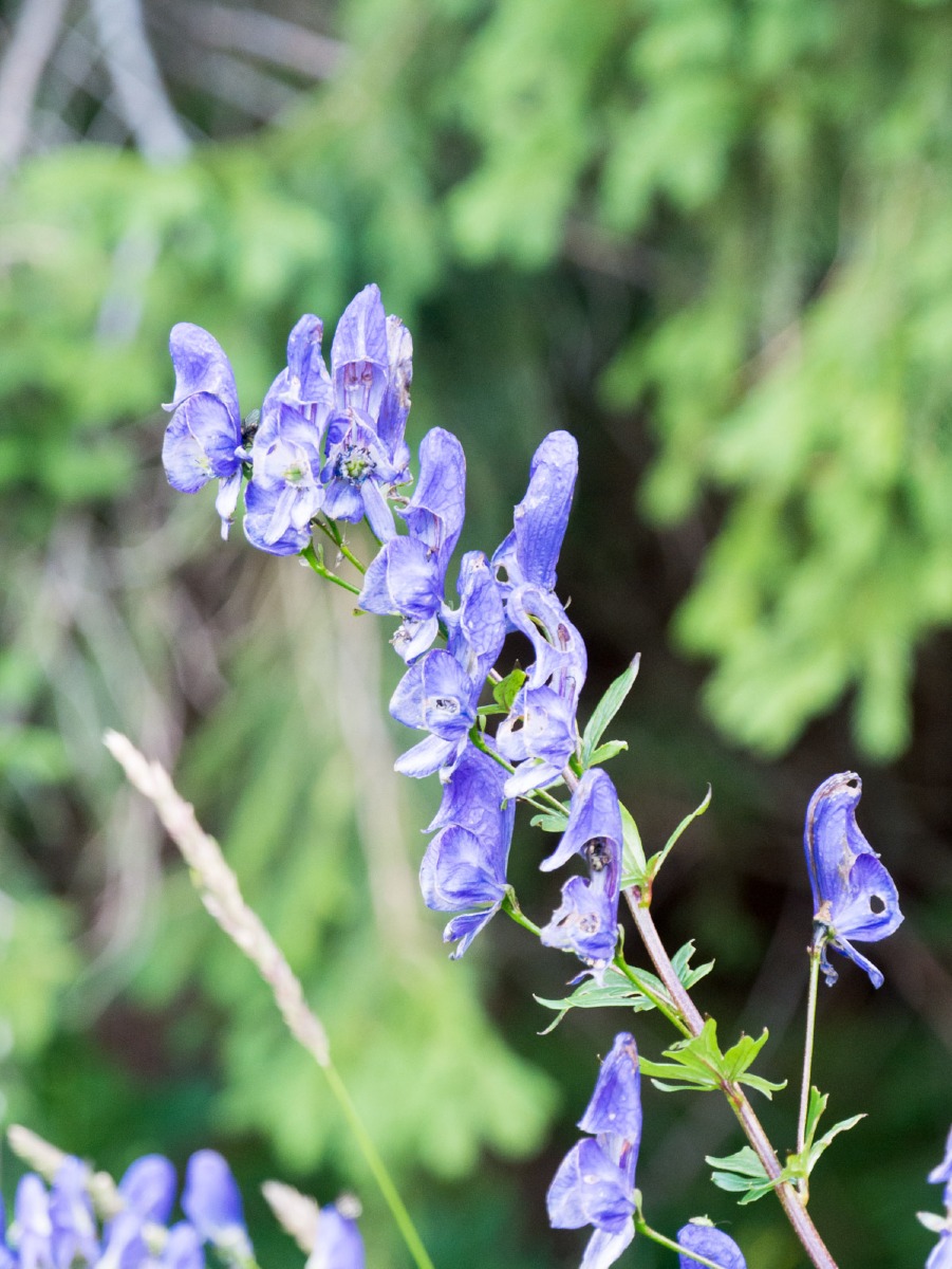 220802 spindleruv mlyn en omgeving 0014  220802 spindleruv mlyn en omgeving 0014