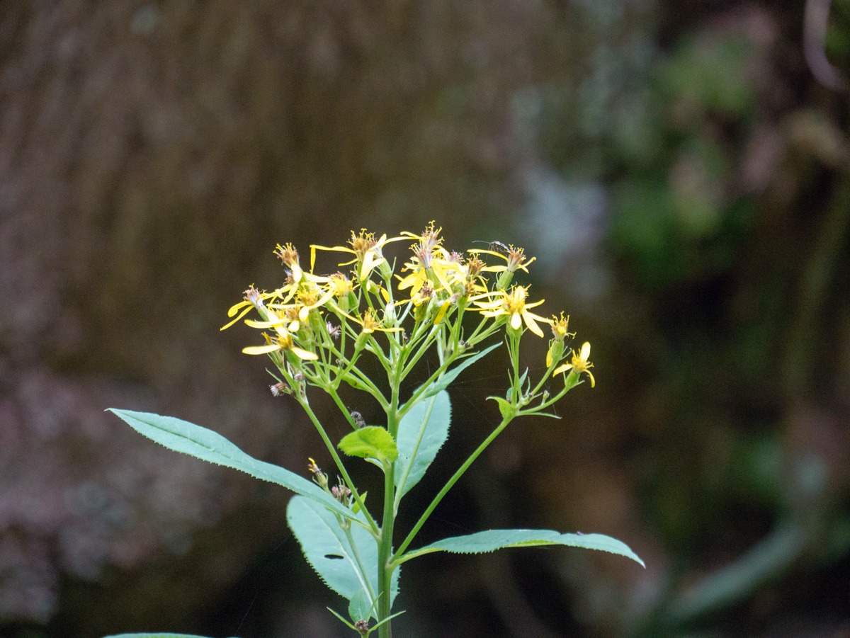 220802 spindleruv mlyn en omgeving 0020  220802 spindleruv mlyn en omgeving 0020