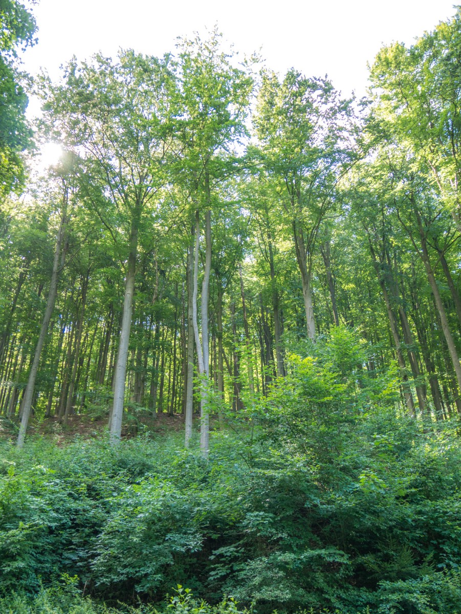 220726 stolberg josephskreuz omgeving 0009  220726 stolberg josephskreuz omgeving 0009