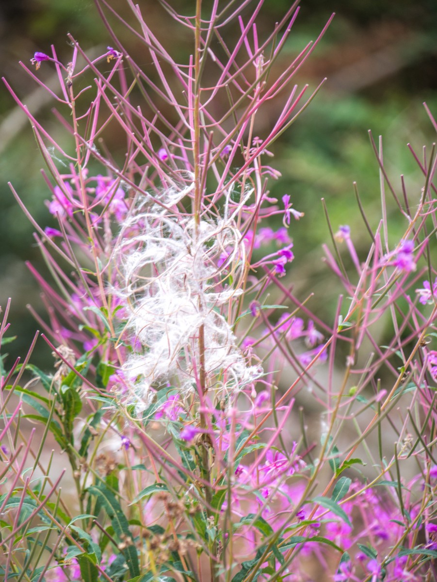 220726 stolberg josephskreuz omgeving 0013  220726 stolberg josephskreuz omgeving 0013