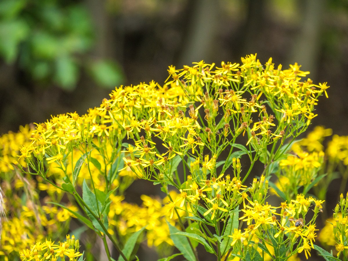 220726 stolberg josephskreuz omgeving 0057  220726 stolberg josephskreuz omgeving 0057