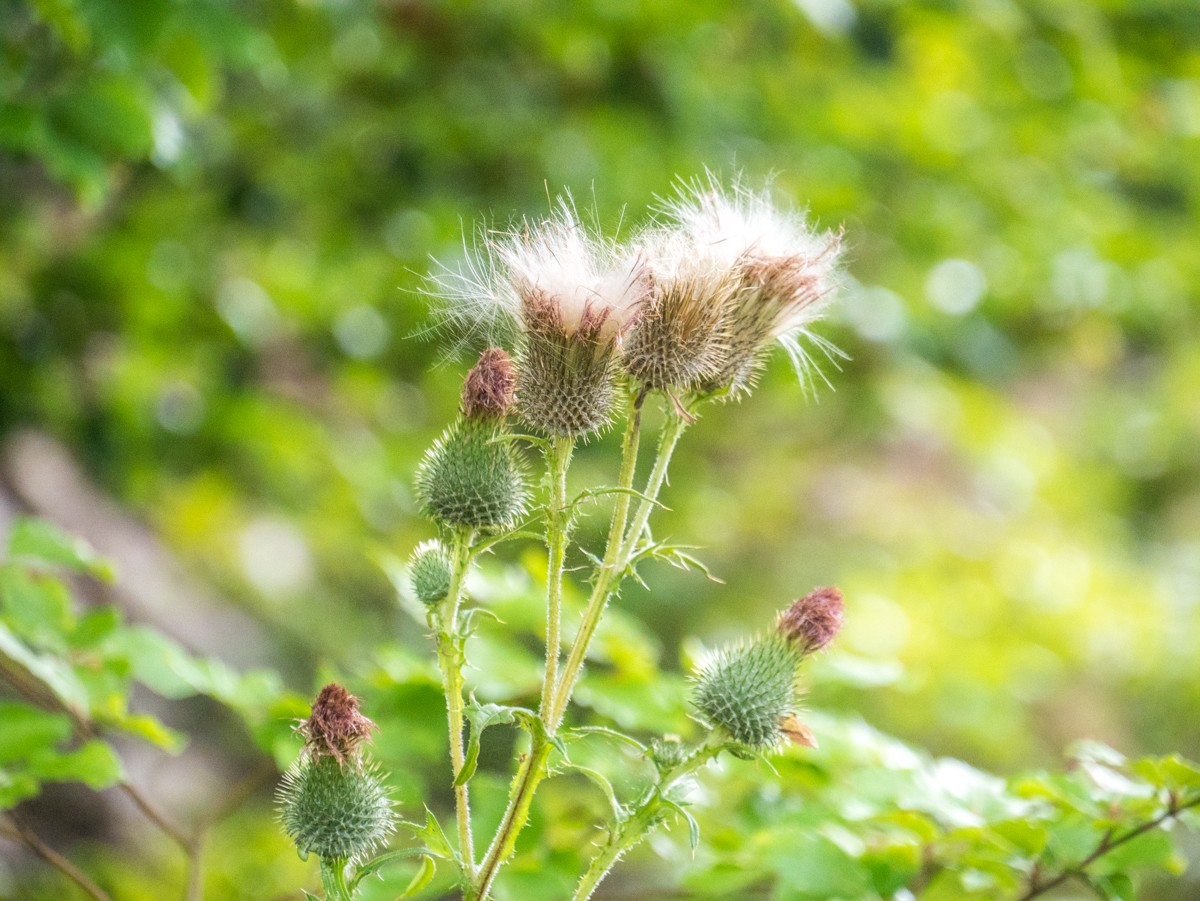 220726 stolberg josephskreuz omgeving 0059  220726 stolberg josephskreuz omgeving 0059