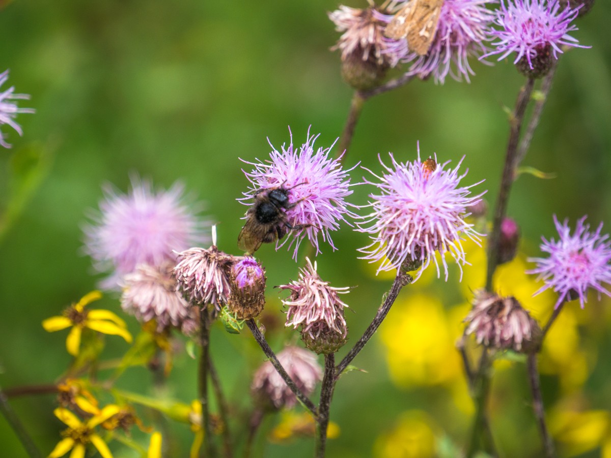 220726 stolberg josephskreuz omgeving 0063  220726 stolberg josephskreuz omgeving 0063