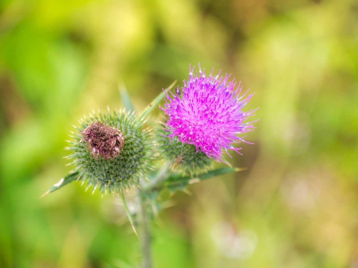 220726 stolberg josephskreuz omgeving 0064  220726 stolberg josephskreuz omgeving 0064