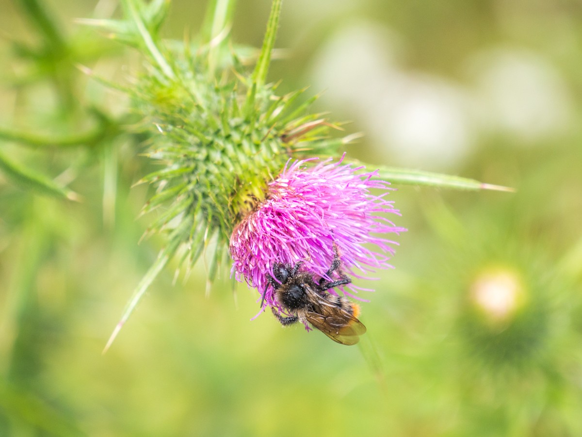 220726 stolberg josephskreuz omgeving 0073  220726 stolberg josephskreuz omgeving 0073