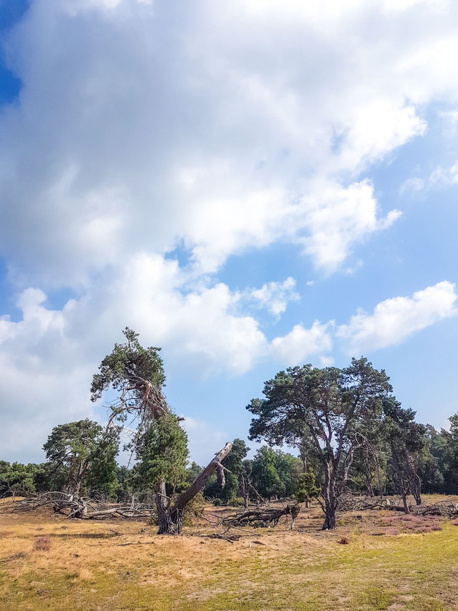 220820 strabrechtse heide 0002 2022 08 20.16.44 220820 strabrechtse heide 0002 2022 08 20.16.44