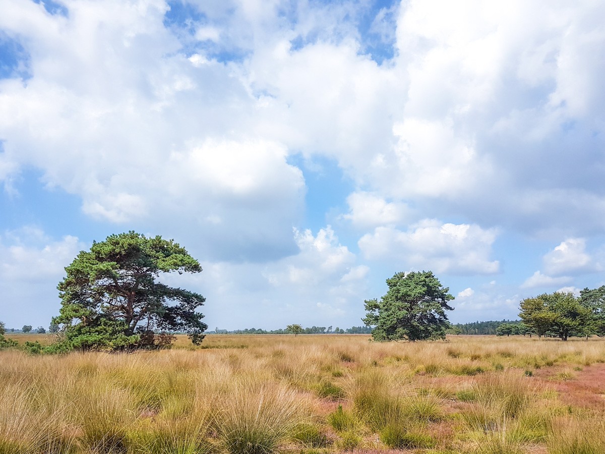 220820 strabrechtse heide 0003 2022 08 20.24.32 220820 strabrechtse heide 0003 2022 08 20.24.32