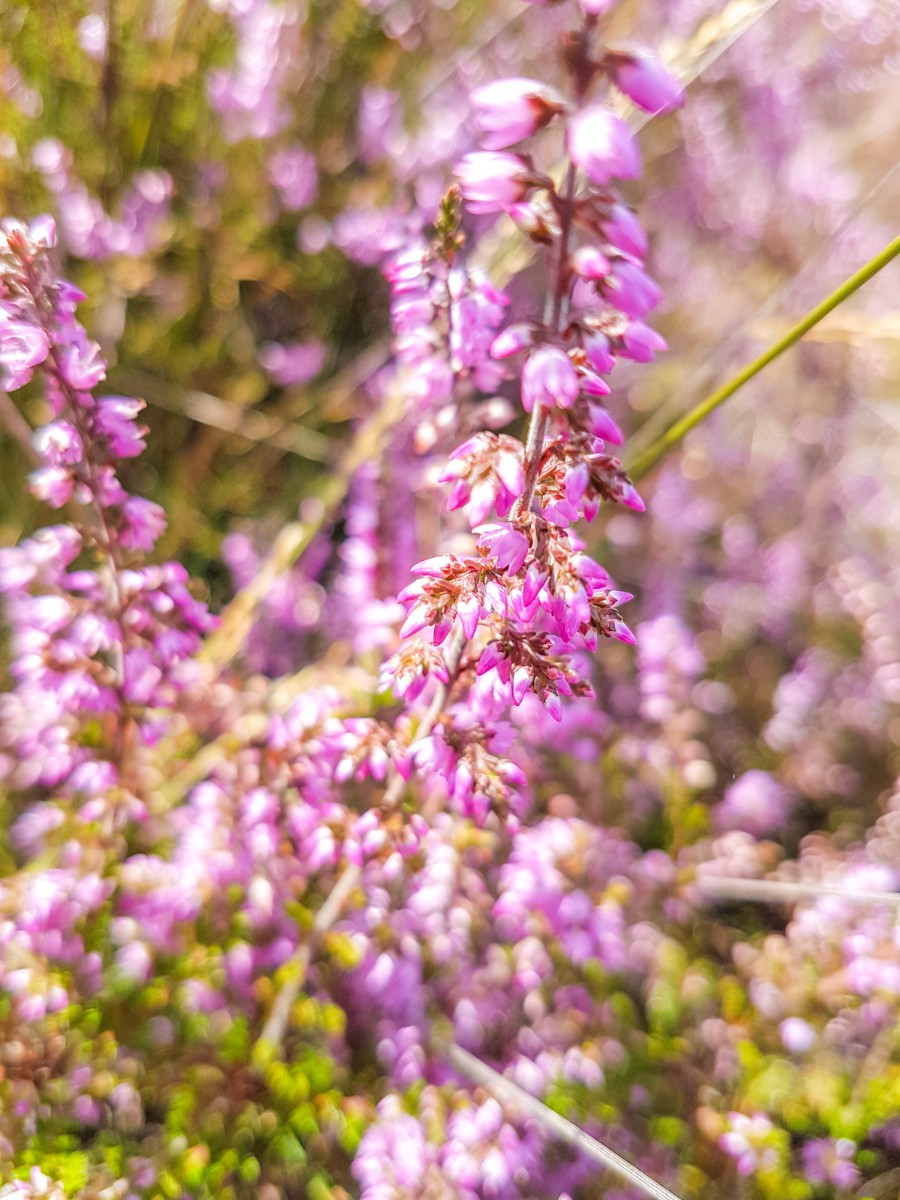 220820 strabrechtse heide 0009 2022 08 20.11.42 220820 strabrechtse heide 0009 2022 08 20.11.42