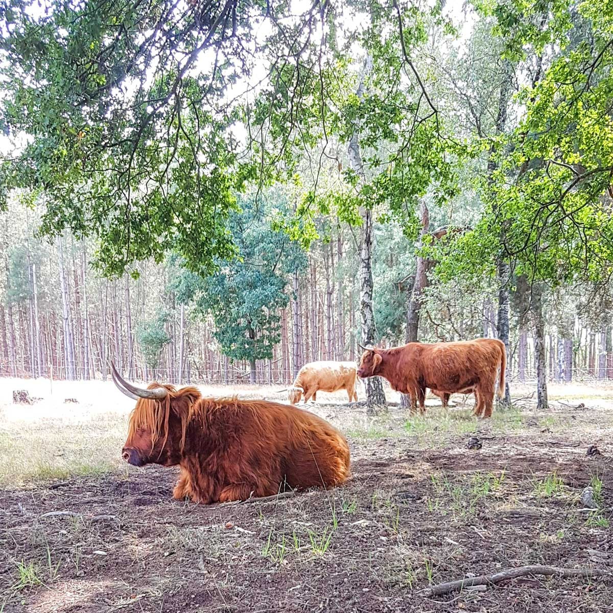 220820 strabrechtse heide 0012 snapchat 220820 strabrechtse heide 0012 snapchat