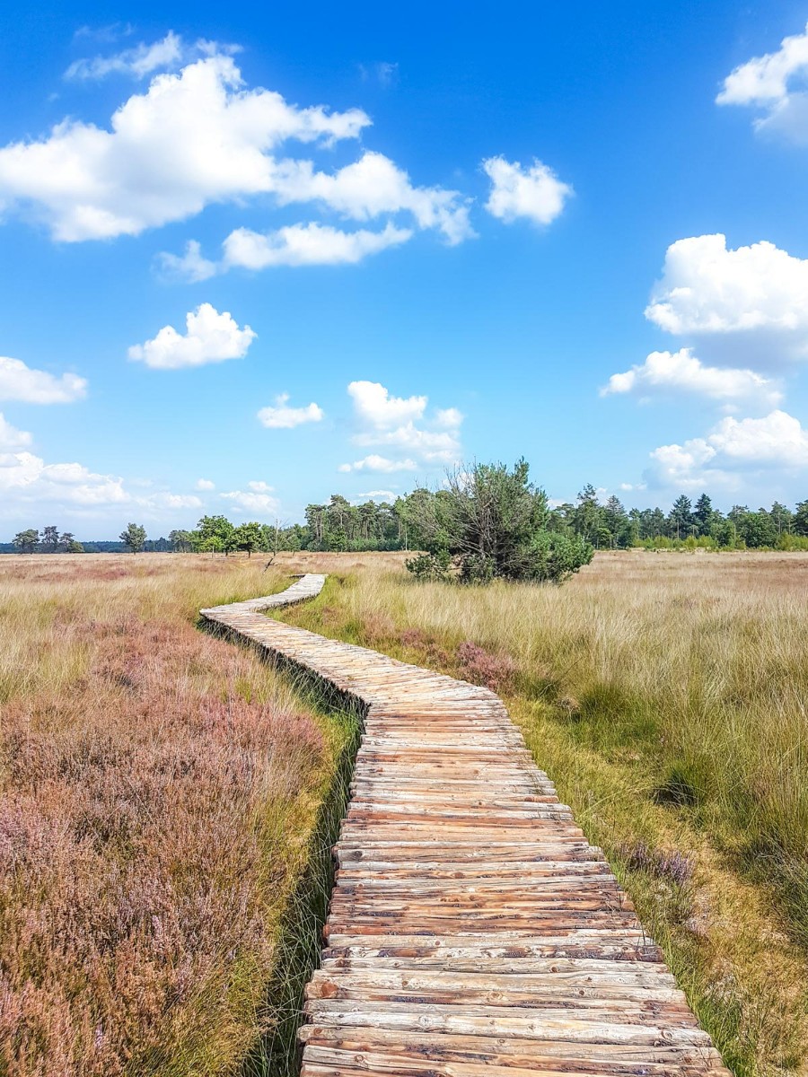 220820 strabrechtse heide 0015 2022 08 20.45.11 220820 strabrechtse heide 0015 2022 08 20.45.11