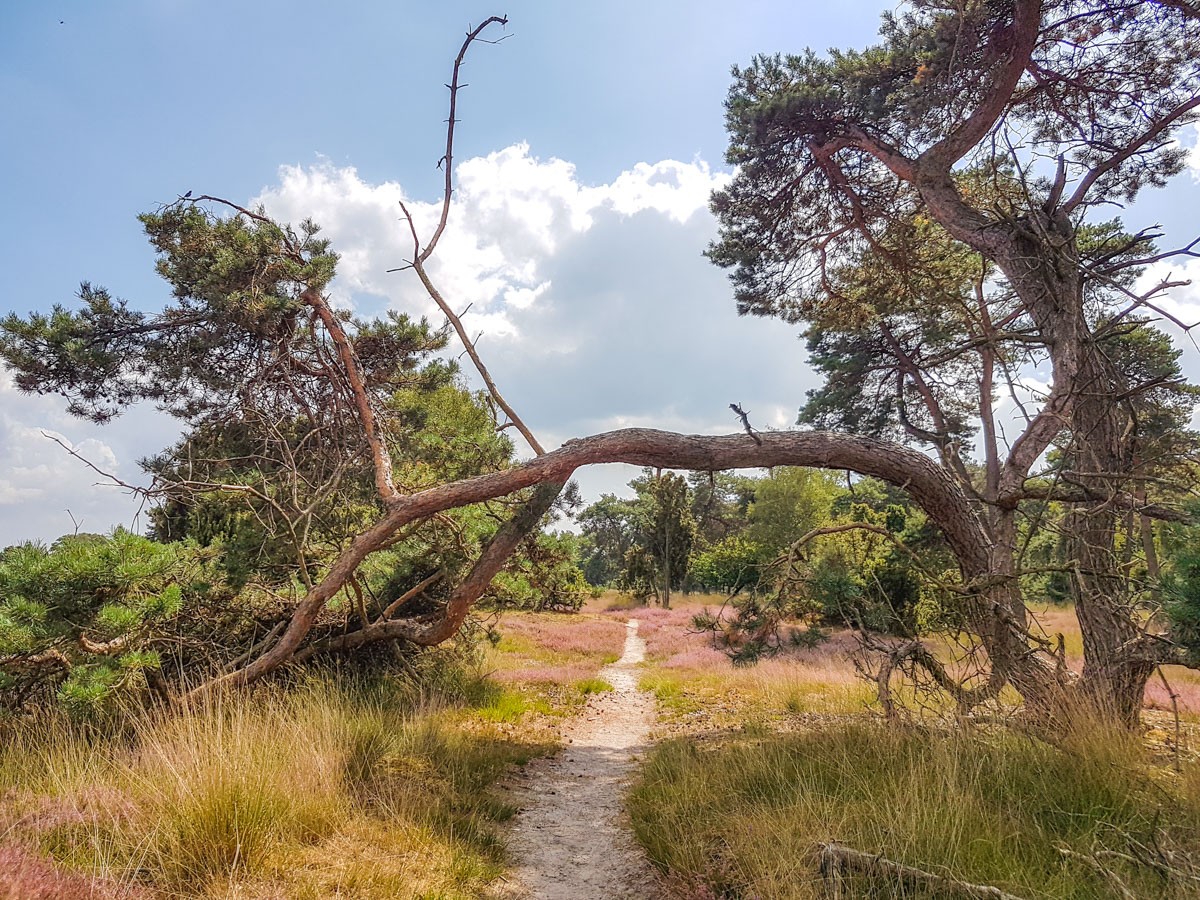 220820 strabrechtse heide 0019 2022 08 20.08.39 220820 strabrechtse heide 0019 2022 08 20.08.39