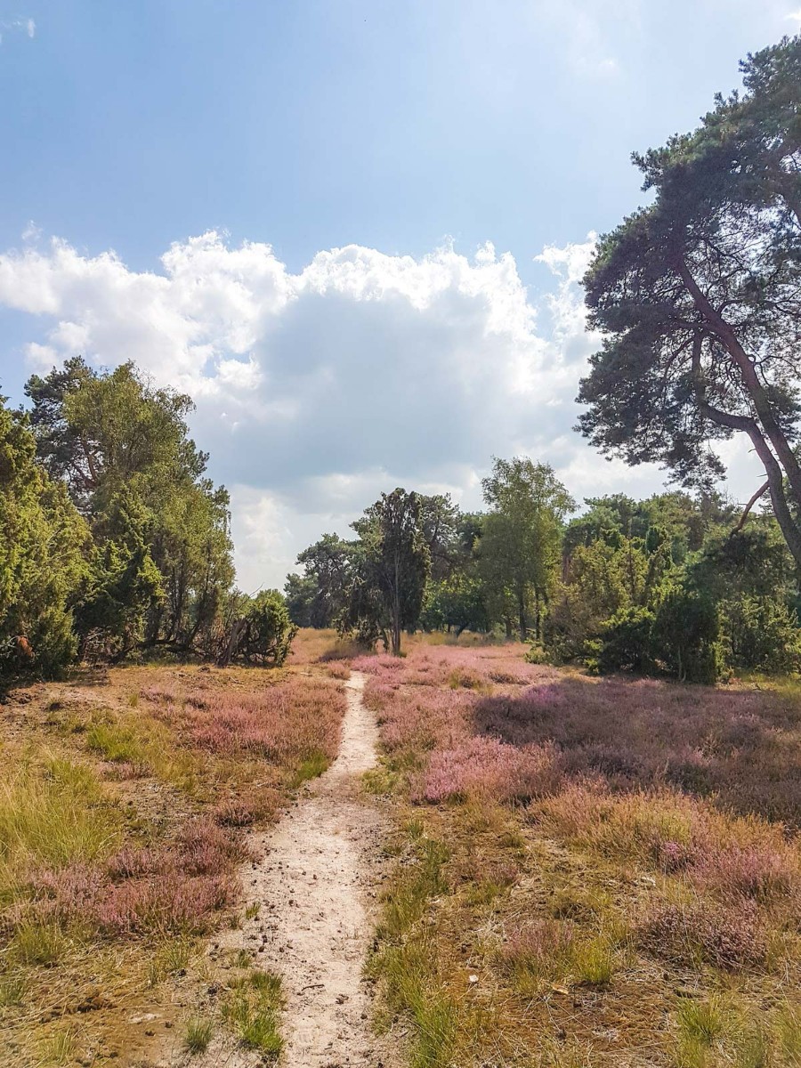 220820 strabrechtse heide 0020 2022 08 20.09.09 220820 strabrechtse heide 0020 2022 08 20.09.09