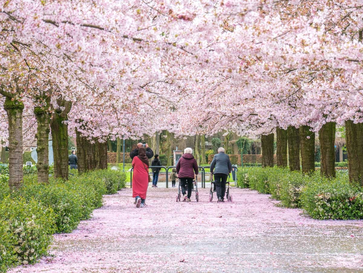 0010 bloesem 0010 bloesem