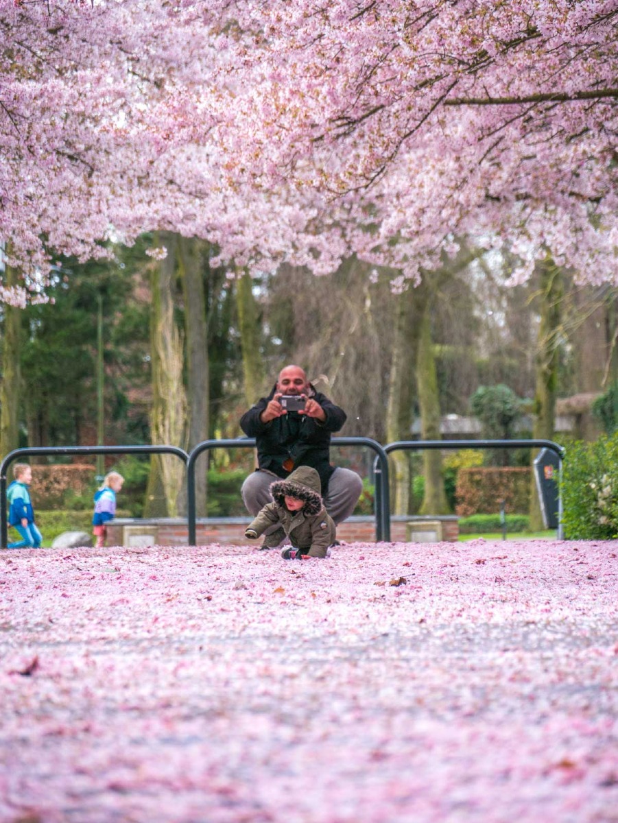 0011 bloesem 0011 bloesem