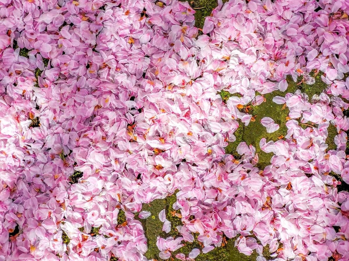 0019 bloesem 2024 03 23.31.17 0019 bloesem 2024 03 23.31.17