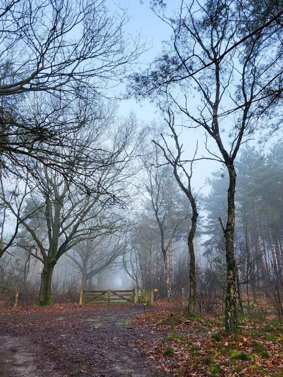 0004 maashorst 2024 03 06.47.57 0004 maashorst 2024 03 06.47.57