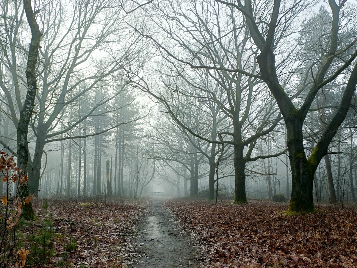 0005 maashorst img20240306085107 0005 maashorst img20240306085107