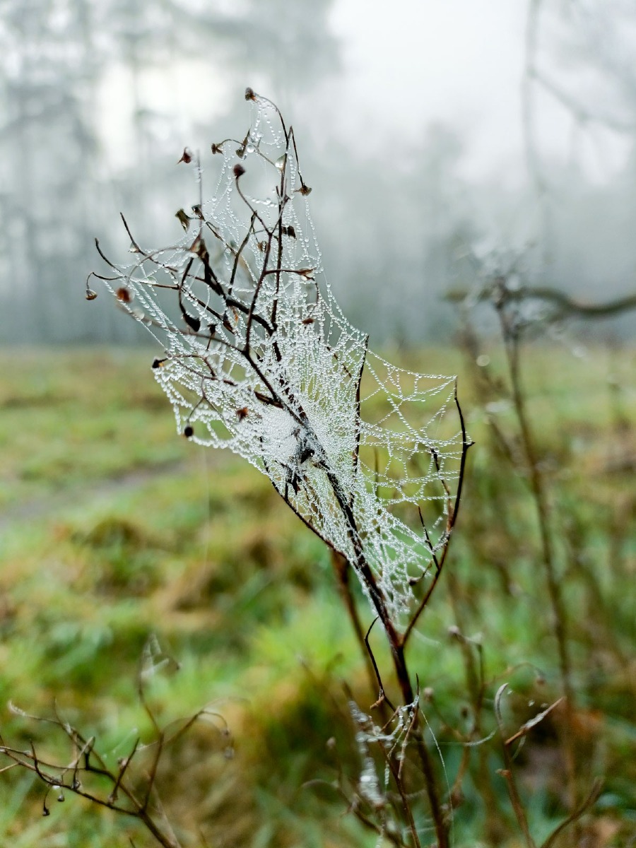 0011 maashorst img20240306090117 0011 maashorst img20240306090117