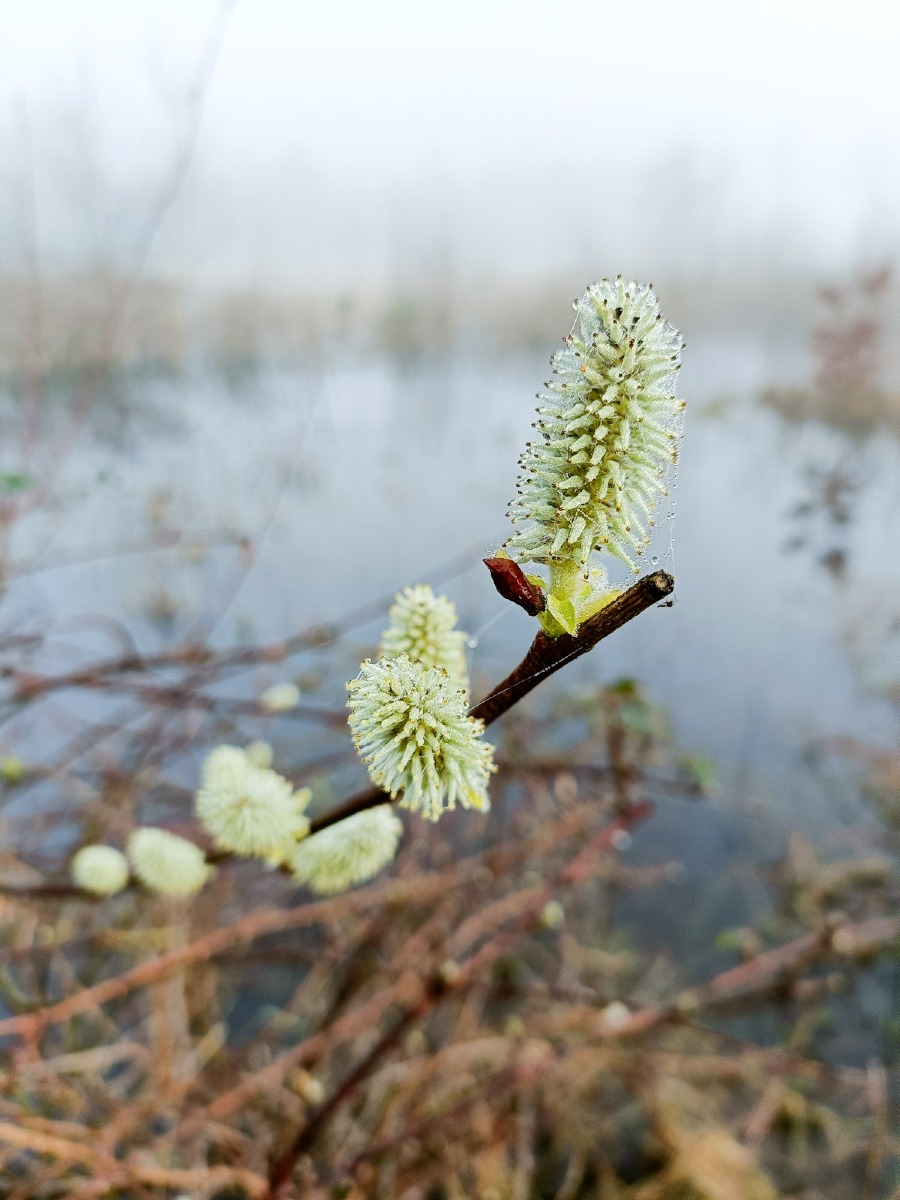 0020 maashorst img20240306091854 0020 maashorst img20240306091854