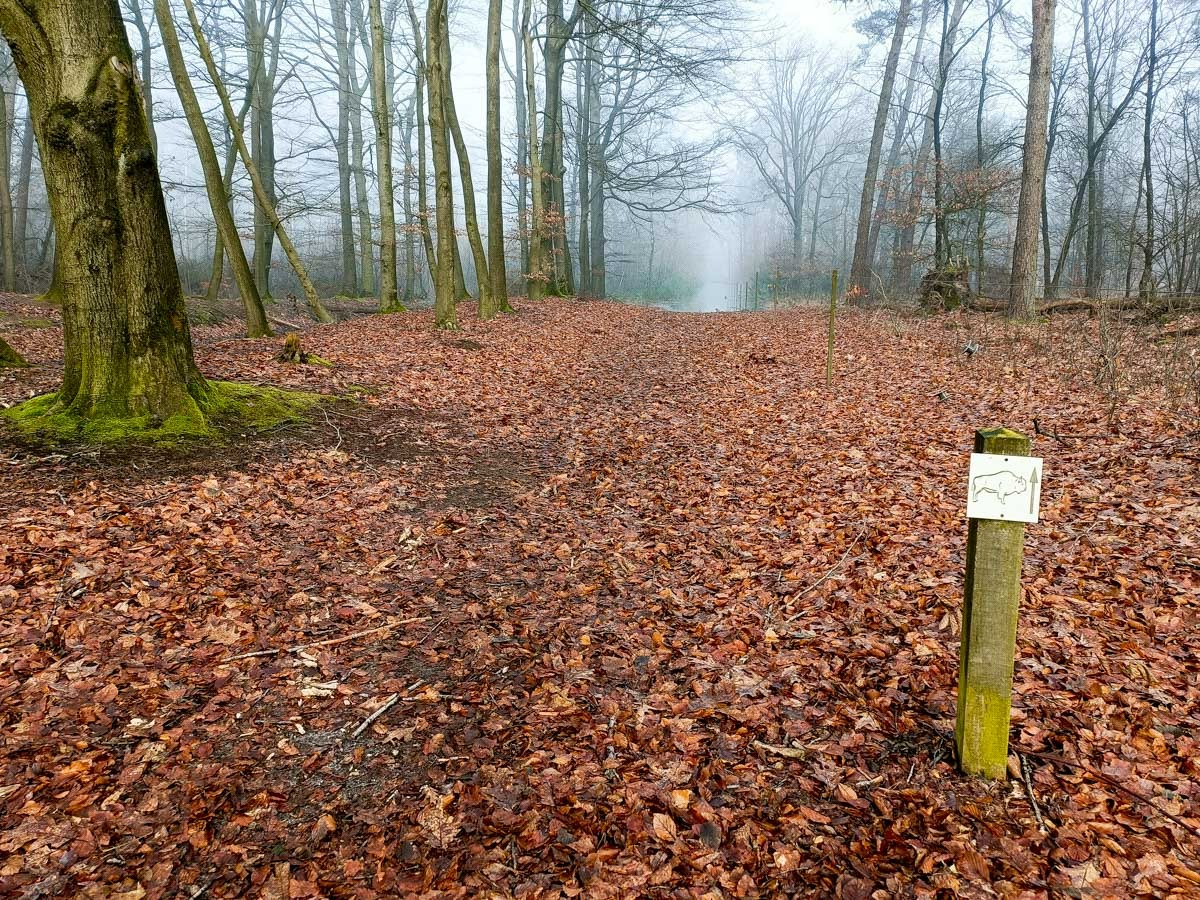 0031 maashorst img20240306094132 0031 maashorst img20240306094132