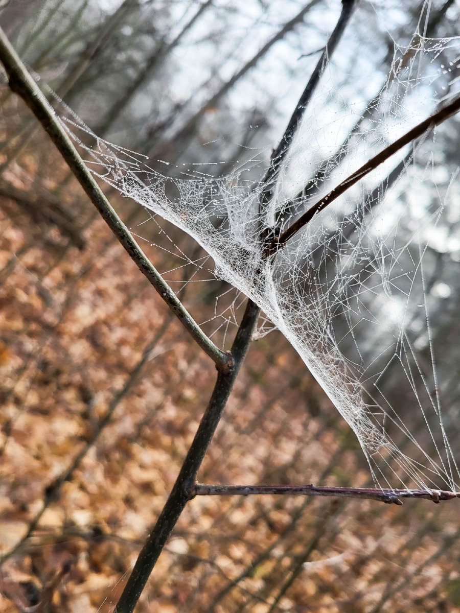 0038 maashorst 2024 03 06.49.09 0038 maashorst 2024 03 06.49.09