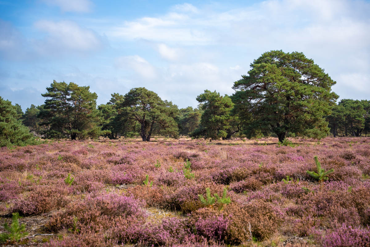 Op pad in Nationaal park De Hoge Veluwe: tussen heide, (geen) herten en beginnende herfstkleuren