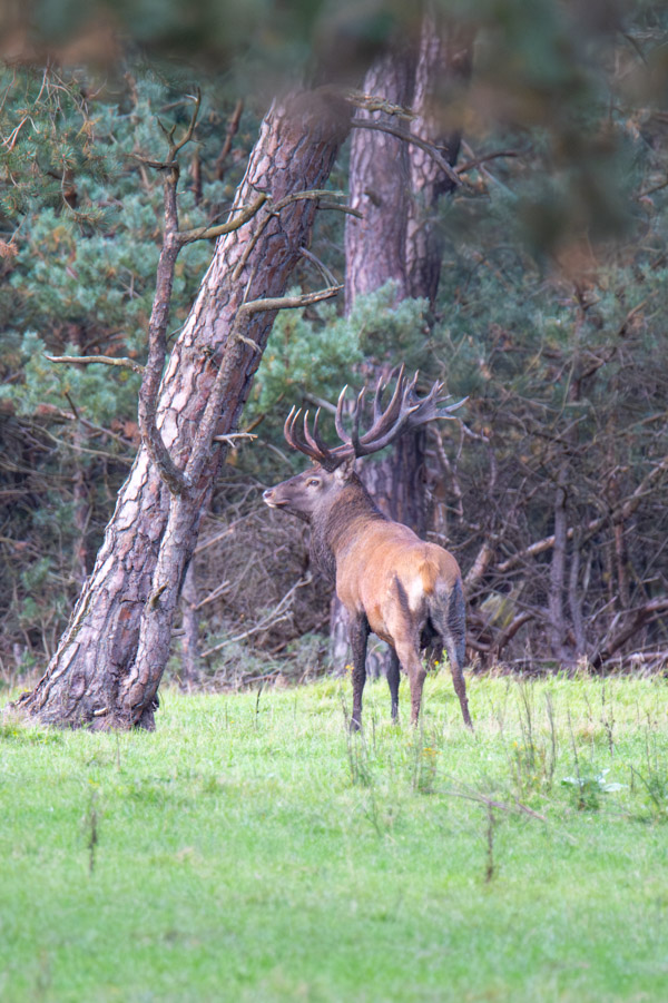 Nationaal park De Hoge VeluweNationaal park De Hoge Veluwe Nationaal park De Hoge Veluwe