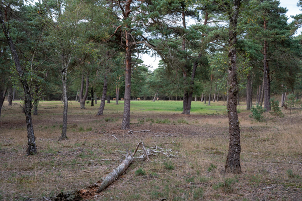 Nationaal park De Hoge Veluwe Nationaal park De Hoge Veluwe
