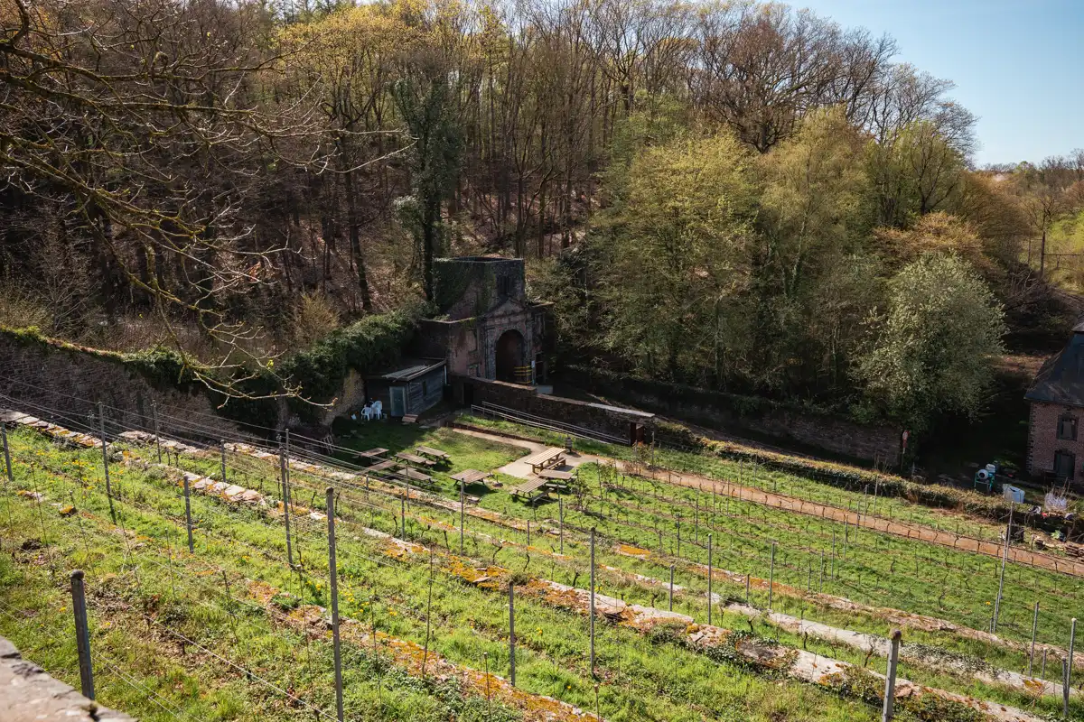 De wijngaard van de Abdij van Villers, Waals-Brabant, België