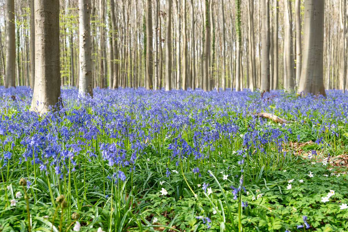 Hyacintenfestival Hallerbos, Halle, België