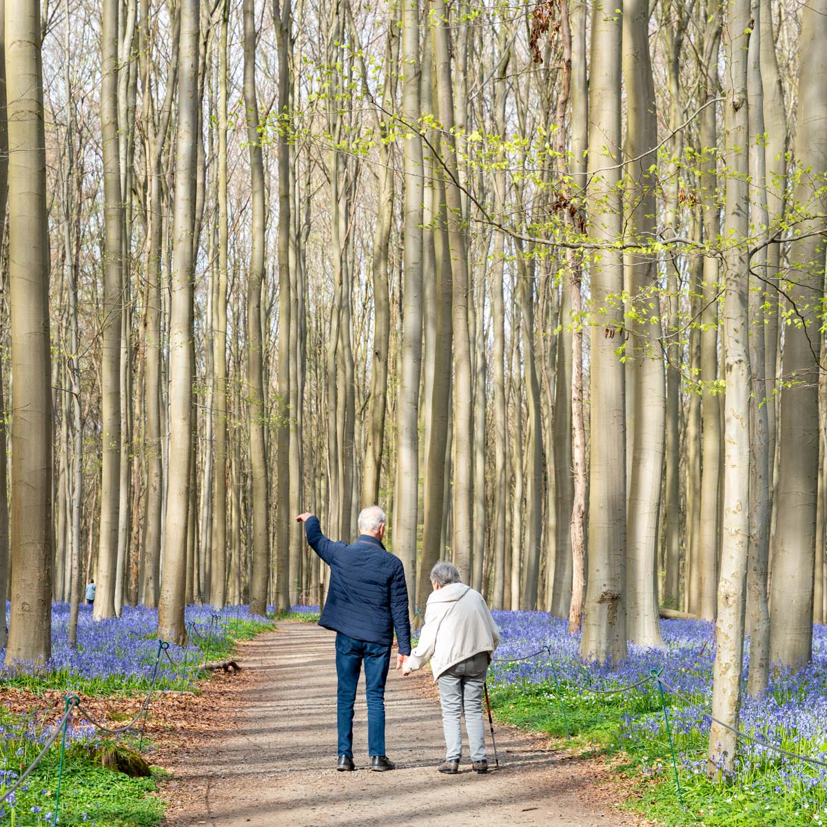 Hyacintenfestival Hallerbos, Halle, België