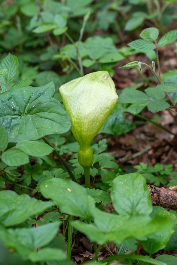 Gevlekte aronskelk @ Hallerbos, Halle