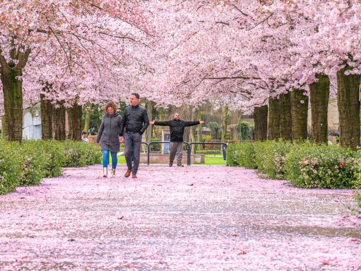 Bloeiende prunussen @ Nistelrode Bloeiende prunussen @ Nistelrode