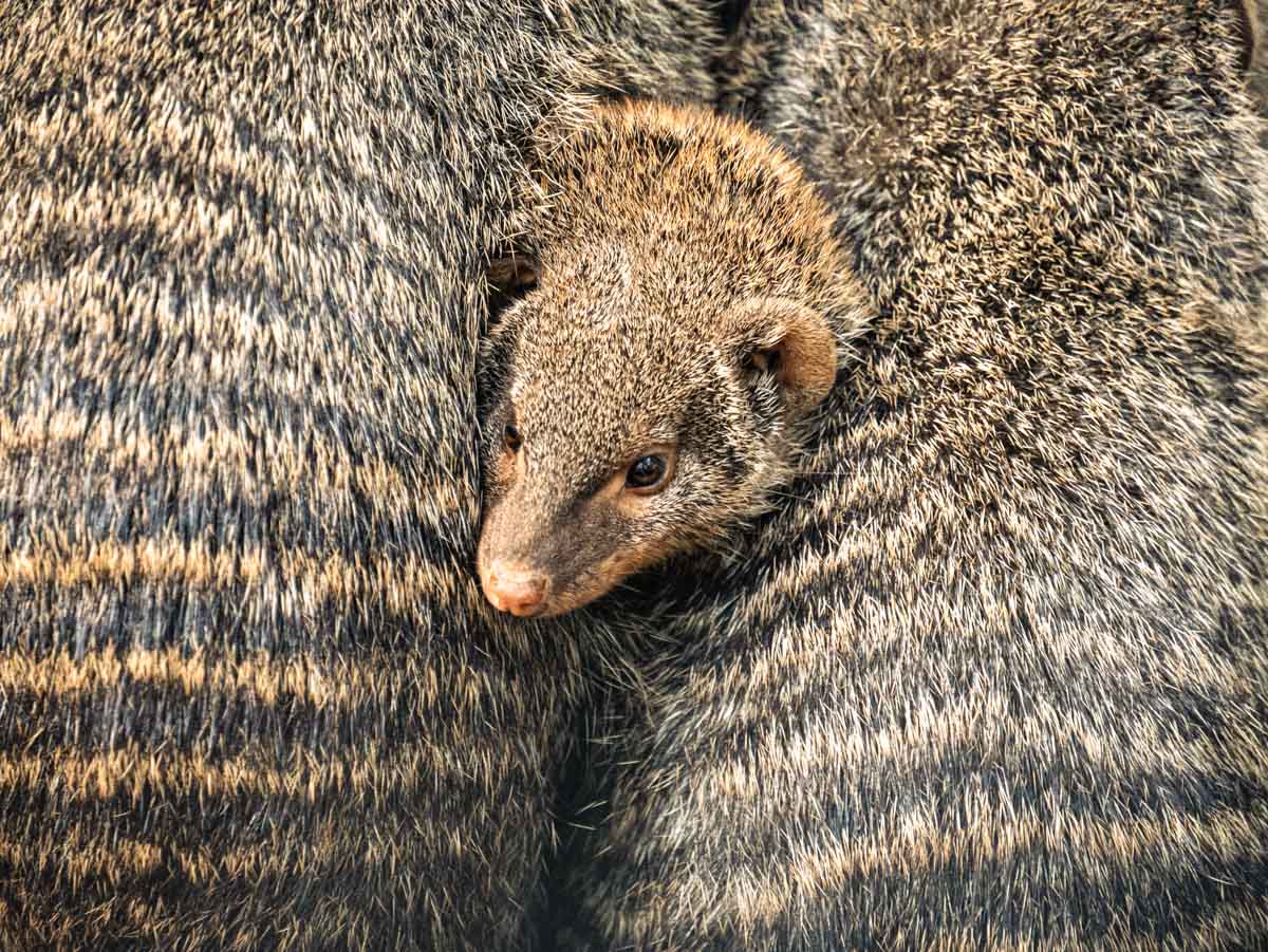 Een dagje Dierenpark Zie-ZOO @ Volkel