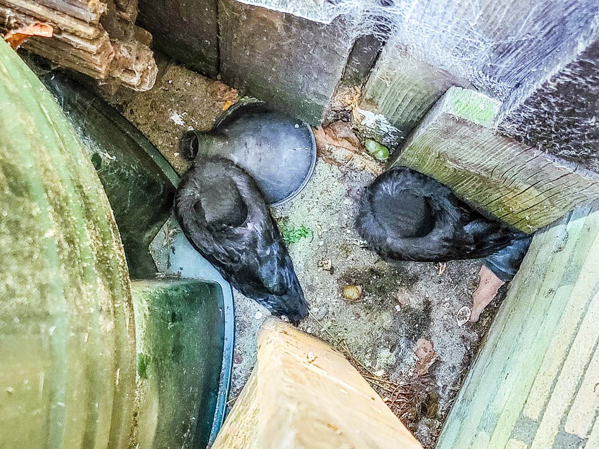 Jonge kauwen in de tuin