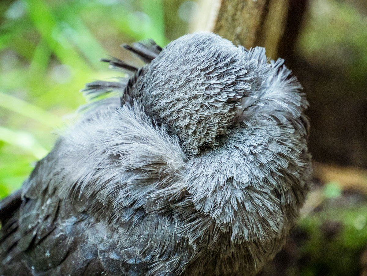 Jonge kauwen in de tuin