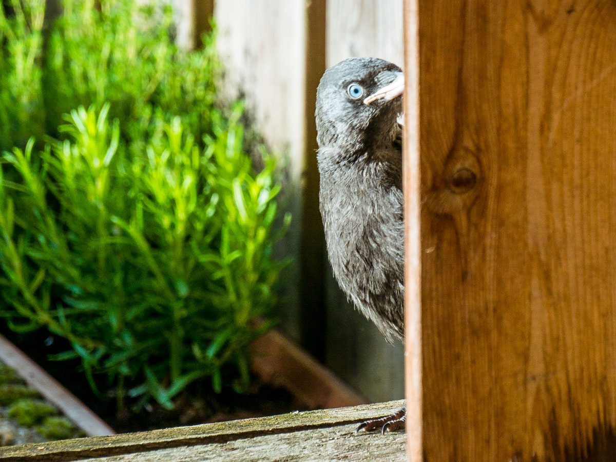 Jonge kauwen in de tuin