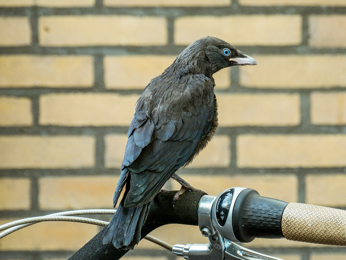 Jonge kauwen in de tuin
