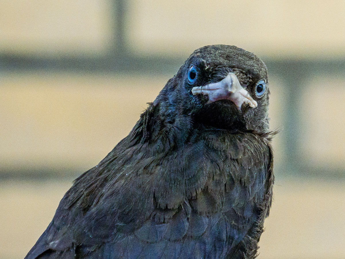 Jonge kauwen in de tuin
